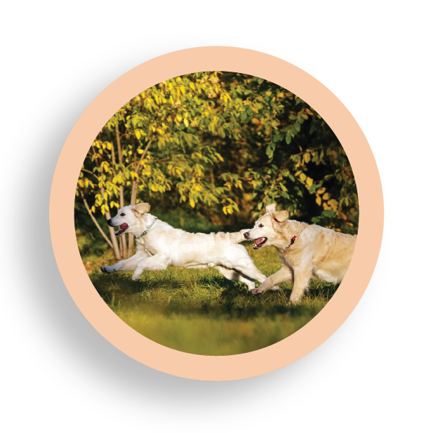 image-overlay-slide-1